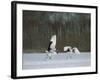 Cranes-null-Framed Photographic Print