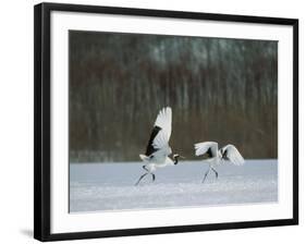 Cranes-null-Framed Photographic Print