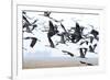 Cranes-Reiner Bernhardt-Framed Photographic Print