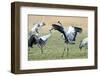 Cranes-Reiner Bernhardt-Framed Photographic Print