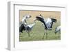 Cranes-Reiner Bernhardt-Framed Photographic Print