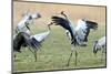 Cranes-Reiner Bernhardt-Mounted Photographic Print