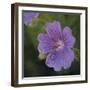 Cranesbill Bloom-Pete Kelly-Framed Giclee Print