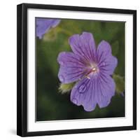 Cranesbill Bloom-Pete Kelly-Framed Giclee Print