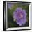 Cranesbill Bloom-Pete Kelly-Framed Giclee Print