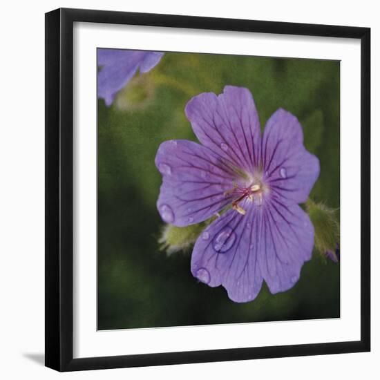 Cranesbill Bloom-Pete Kelly-Framed Giclee Print