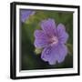 Cranesbill Bloom-Pete Kelly-Framed Giclee Print