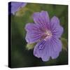 Cranesbill Bloom-Pete Kelly-Stretched Canvas