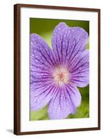 Cranesbill Flowers with Rain Drops-null-Framed Photographic Print