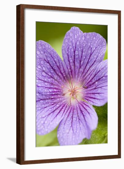 Cranesbill Flowers with Rain Drops-null-Framed Photographic Print