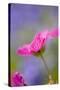 Cranesbill Flowers-null-Stretched Canvas