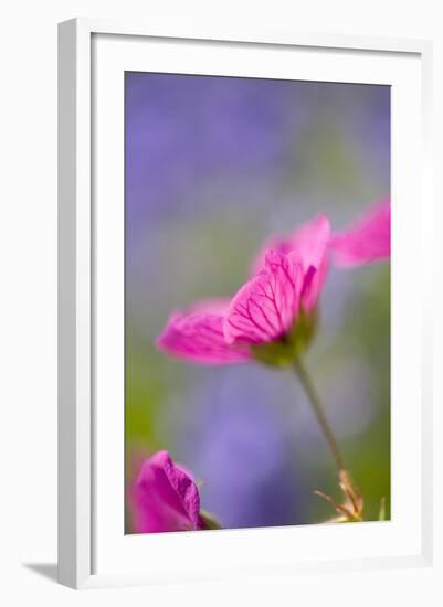 Cranesbill Flowers-null-Framed Photographic Print