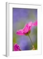 Cranesbill Flowers-null-Framed Photographic Print