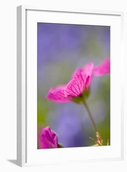 Cranesbill Flowers-null-Framed Photographic Print