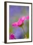 Cranesbill Flowers-null-Framed Photographic Print