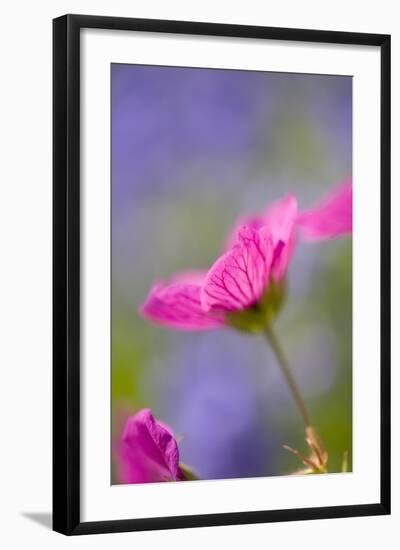 Cranesbill Flowers-null-Framed Photographic Print