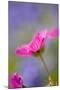 Cranesbill Flowers-null-Mounted Photographic Print