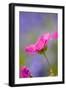 Cranesbill Flowers-null-Framed Photographic Print