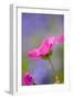 Cranesbill Flowers-null-Framed Photographic Print