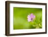 Cranesbill Geranium (Geranium Sp) Flower, Montiagh's Moss, County Antrim, Northern Ireland, UK-Ben Hall-Framed Photographic Print