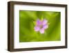 Cranesbill Geranium (Geranium Sp) Flower, Montiagh's Moss, County Antrim, Northern Ireland, UK-Ben Hall-Framed Photographic Print