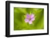 Cranesbill Geranium (Geranium Sp) Flower, Montiagh's Moss, County Antrim, Northern Ireland, UK-Ben Hall-Framed Photographic Print