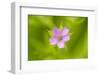 Cranesbill Geranium (Geranium Sp) Flower, Montiagh's Moss, County Antrim, Northern Ireland, UK-Ben Hall-Framed Photographic Print