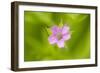 Cranesbill Geranium (Geranium Sp) Flower, Montiagh's Moss, County Antrim, Northern Ireland, UK-Ben Hall-Framed Photographic Print