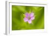 Cranesbill Geranium (Geranium Sp) Flower, Montiagh's Moss, County Antrim, Northern Ireland, UK-Ben Hall-Framed Photographic Print