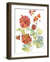 Cranesbills II-Chariklia Zarris-Framed Art Print