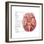 Cranial Nerves, Illustration-Evan Oto-Framed Art Print