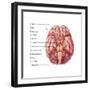 Cranial Nerves, Illustration-Evan Oto-Framed Art Print