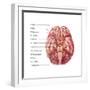 Cranial Nerves, Illustration-Evan Oto-Framed Art Print