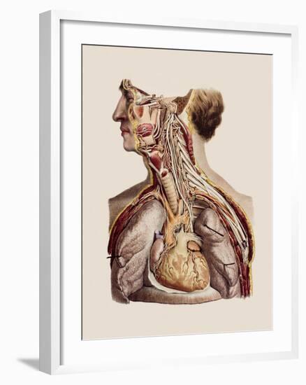 Cranial Nerves-Mehau Kulyk-Framed Photographic Print