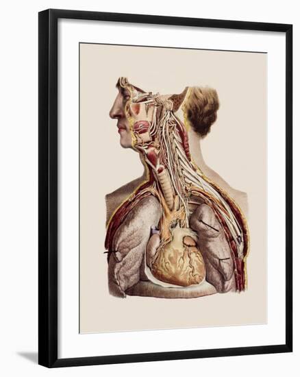 Cranial Nerves-Mehau Kulyk-Framed Photographic Print