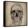 Cranium III-Sidney Paul & Co.-Framed Stretched Canvas