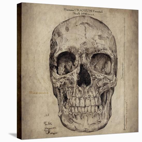 Cranium III-Sidney Paul & Co.-Stretched Canvas