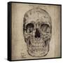 Cranium III-Sidney Paul & Co.-Framed Stretched Canvas