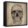 Cranium III-Sidney Paul & Co.-Framed Stretched Canvas