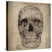 Cranium Illustration-Sidney Paul & Co.-Stretched Canvas