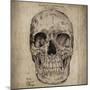 Cranium Illustration-Sidney Paul & Co.-Mounted Art Print