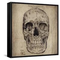 Cranium Illustration-Sidney Paul & Co.-Framed Stretched Canvas