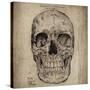 Cranium Illustration-Sidney Paul & Co.-Stretched Canvas