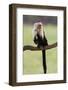 Cranky Capuchin-DLILLC-Framed Photographic Print