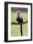 Cranky Capuchin-DLILLC-Framed Photographic Print