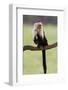 Cranky Capuchin-DLILLC-Framed Photographic Print