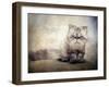 Cranky Cat-Jessica Jenney-Framed Photographic Print