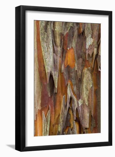 Crape Myrtle Bark I-Kathy Mahan-Framed Photographic Print