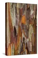 Crape Myrtle Bark I-Kathy Mahan-Stretched Canvas