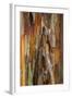 Crape Myrtle Bark II-Kathy Mahan-Framed Photographic Print